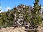 Nearing the summit of Prospect Point.