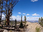 Old snag on the ridge, Salmon River Range to the north.