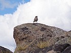 Rock Wren close up.