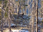 Zoom in shot of an elk through the trees.