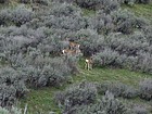 Deer watching us watching them.