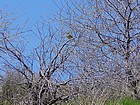 Meadowlark greeting us.