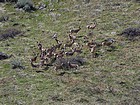 Large group of deer.