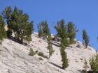 A Mountain Goat making his way out onto the north face.