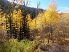 Aspens in the valley all lit up.