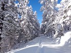 Snowy trees lining the side of the trail we broke.