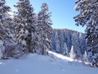 More snowy trees.