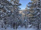 Even more snowy trees.