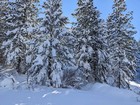 And even more snowy trees.