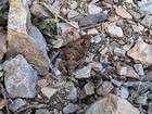 Horned toad lizard on the way up Sister Peak.