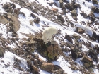 Mountain goat! We followed his tracks along the ridge.