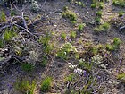 May wildflowers in bloom.