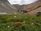 Lots of wildflowers.