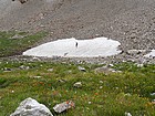 Playing on a snowfield.