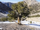 Impressive White Bark Pine we saw on the way down, a few hundred years old.