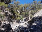 Lots of neat old juniper trees along the way.