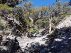 Lots of neat old juniper trees along the way.