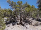 Cool looking juniper tree.