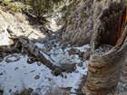 Twisted trunk filled with rocks that fell from above.