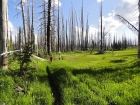 Beautiful green meadows in the burn area.