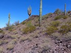 Saguaro Cactus on the way up Razorback.