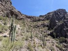 Neat stand of saguaro cactus on the way up.