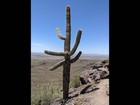 Big saguaro cactus next to the trail.