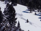 Elk carcass surrounded by tracks.