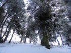 Frosty trees near the start of the hike.