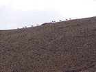 Pronghorn descending the ridge from the upper peak.