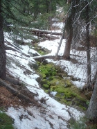 A neat mossy section of Twin Creek.