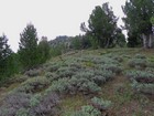 Nearing the summit of Porter Peak.