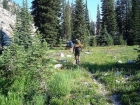 Hiking through a wildflower filled meadow along upper Scenic Creek.