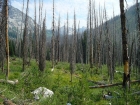 The view back into the upper Johnson Creek drainage from the burn area.