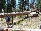 Giant Ponderosa that had fallen across the trail, a mile or so from the trailhead.