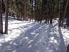 Trail back down through the trees.