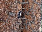 Three toed woodpecker doing his work on a dead pine tree.