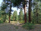 Ponderosa Pines at the start of the hike.