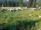 Sharing the trail with a herd of sheep.