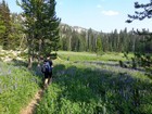 Field of Lupine next to the trail.