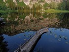 Lilly pads, log, and a great reflection.