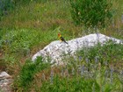 Western Tanager on a rock by the trail.