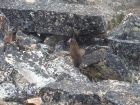 Marten on the summit of Alpine Peak.