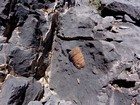 Lots of fossils in the area, this one still encased in limestone.