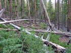 A ton of deadfall on the south side of Lost Mine Canyon.