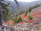 Looking down on Twin Lakes and some mountain goats.