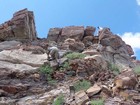 Final climb up the summit block of Lee Peak.