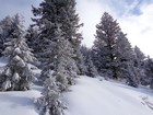 More snowy trees.