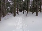 Climbing up through the trees toward Harris Creek Peak.