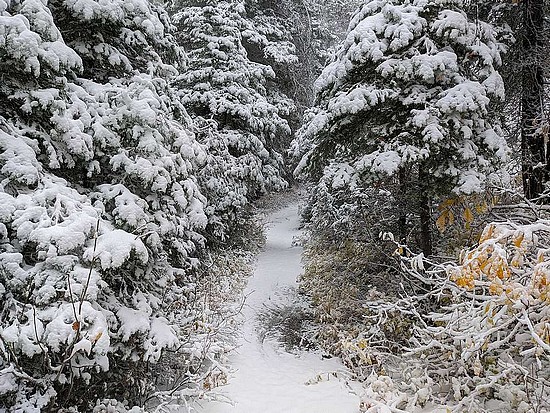 Snowy trail on the way to Sagehen Peak